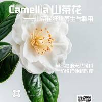 山茶花纤维